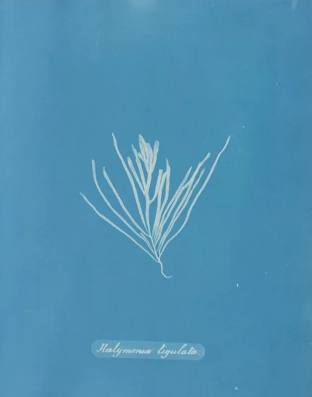 Halymenia Ligulata Wall Art by Anna Atkins - High-Resolution Digital Print
