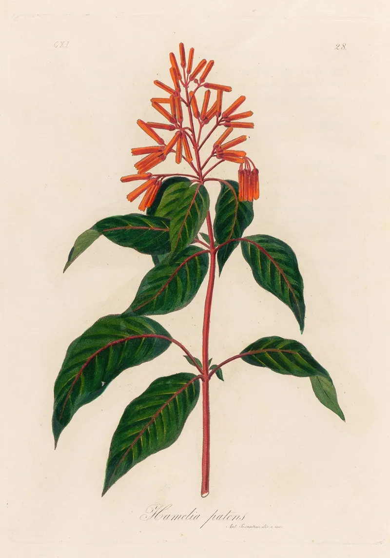 Hamelia Patens Wall Art by Gaetano Savi - High-Resolution Digital Print