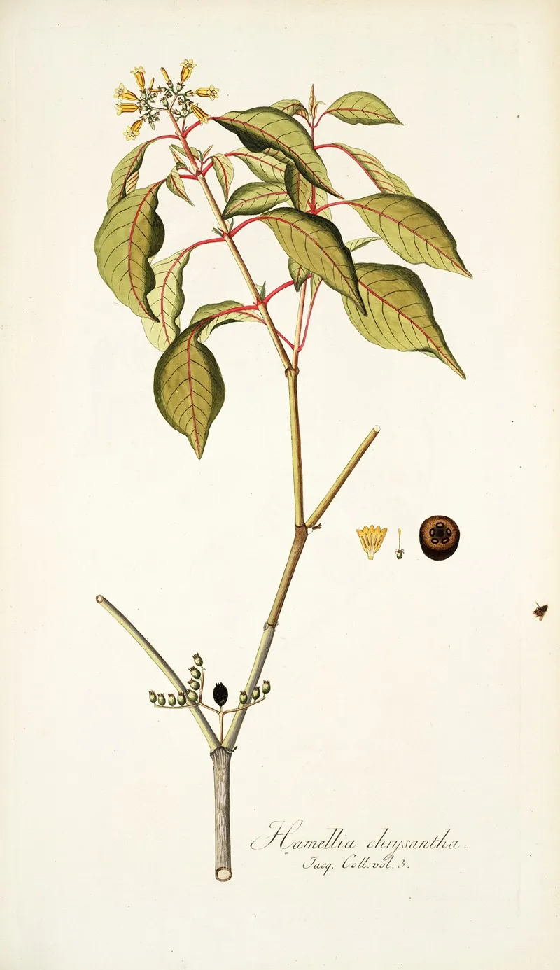Hamellia Chrysantha Wall Art by Nikolaus Joseph Freiherr von Jacquin - High-Resolution Digital Print