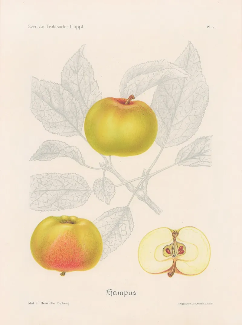 Hampus Apple Wall Art by Henriette Sjöberg - High-Resolution Digital Print