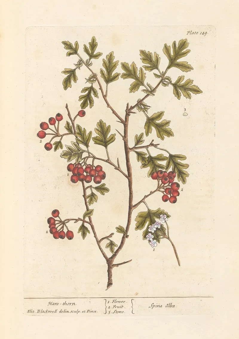 Han Thorn Wall Art by Elizabeth Blackwell - High-Resolution Digital Print