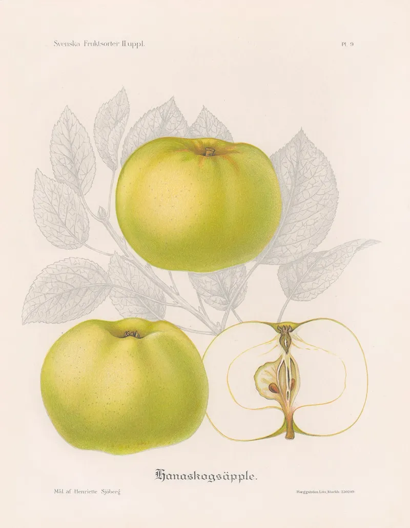 Hanaskogsapple Wall Art by Henriette Sjöberg - High-Resolution Digital Print
