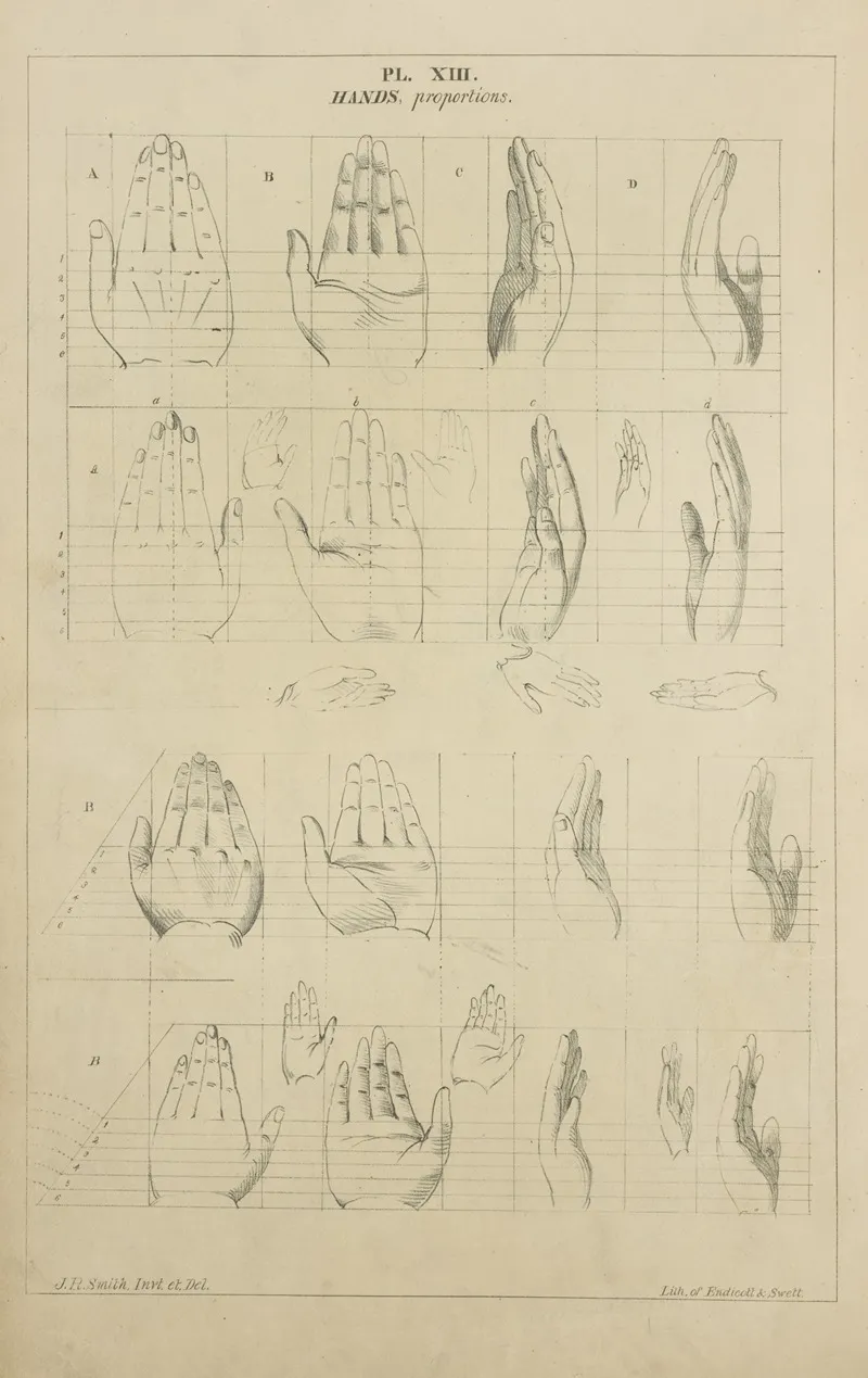 Hands Proportion