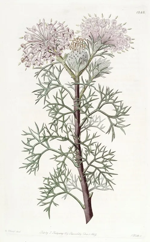 Handsome Isopogon Wall Art by Sydenham Edwards - High-Resolution Digital Print