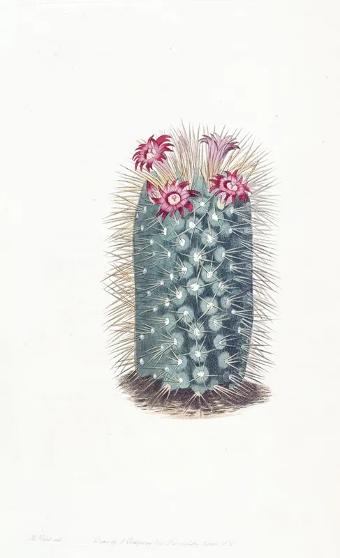 Handsome Mammillaria Wall Art by Sydenham Edwards - High-Resolution Digital Print