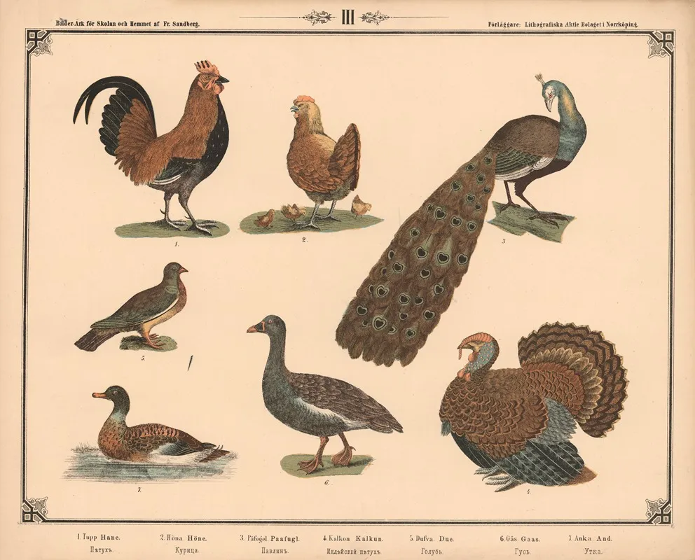 Hane Hone Pafugl Kalkun Due Gas Og And Wall Art by Fredrik Sandberg - High-Resolution Digital Print