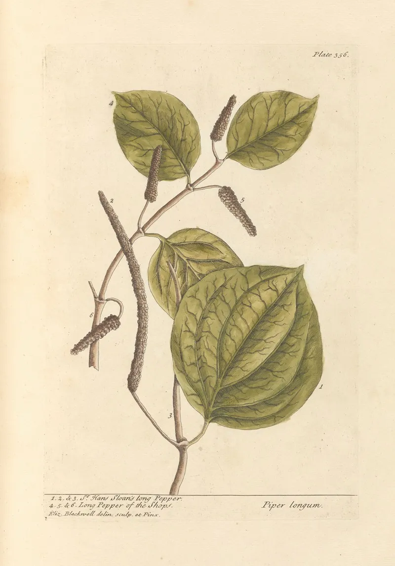 Hans Sloans Long Pepper Long Pepper Of The Shops Wall Art by Elizabeth Blackwell - High-Resolution Digital Print