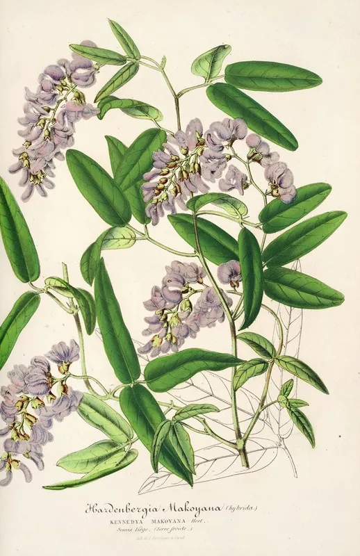 Hardenbergia Makoyana Hybrida Wall Art by Charles Antoine Lemaire - High-Resolution Digital Print