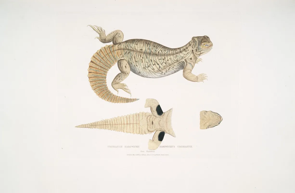 Hardwickes Uromastix Uromastix Hardwickii From Hindustan