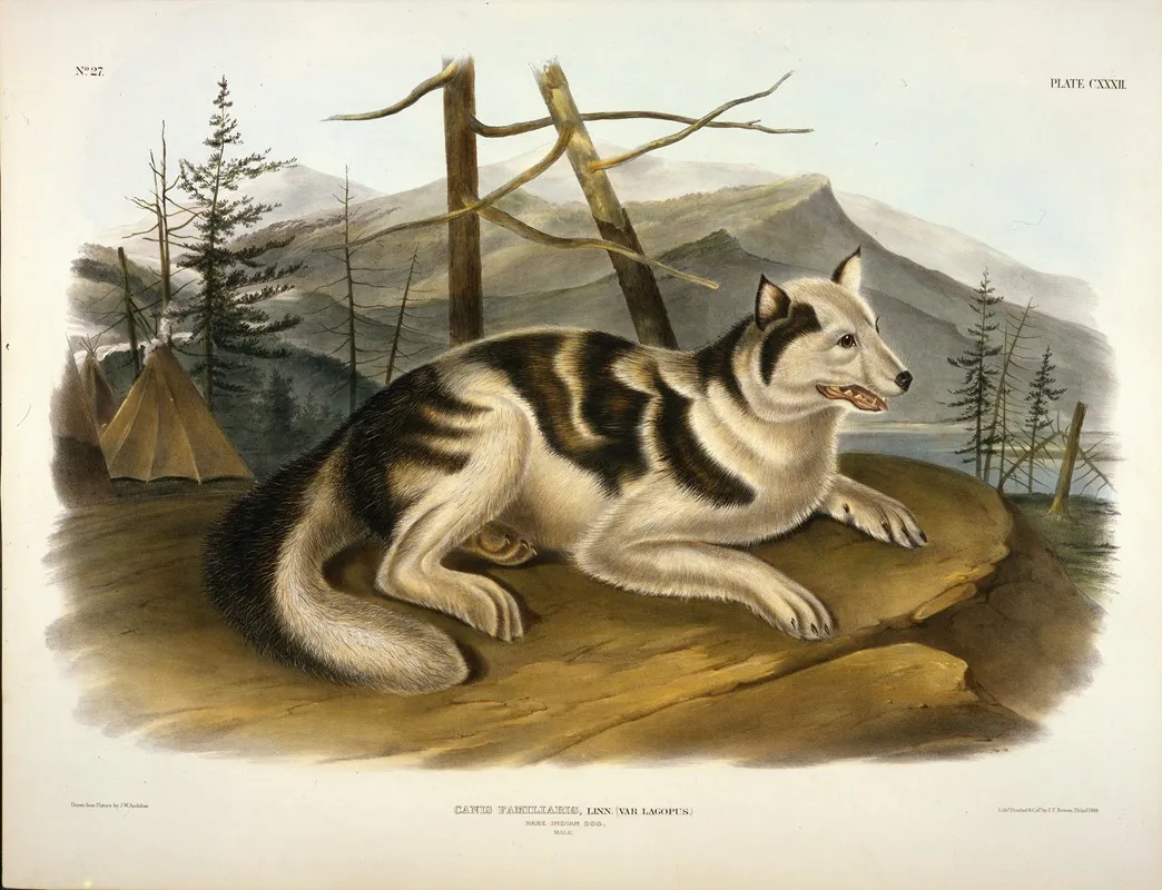 Hare Indian Dog Wall Art by John Woodhouse Audubon - High-Resolution Digital Print
