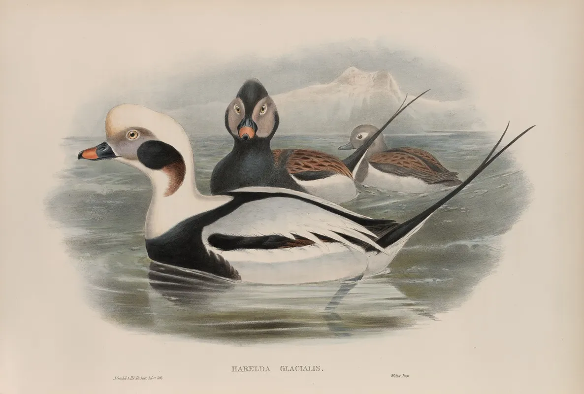 Harelda Glacialis Long Tailed Duck Wall Art by John Gould - High-Resolution Digital Print