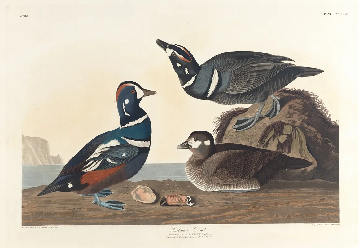 Harlequin Duck 2 Wall Art by John James Audubon - High-Resolution Digital Print