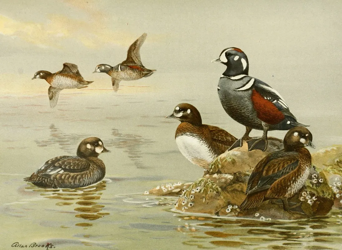 Harlequin Duck Wall Art by Allan Brooks - High-Resolution Digital Print