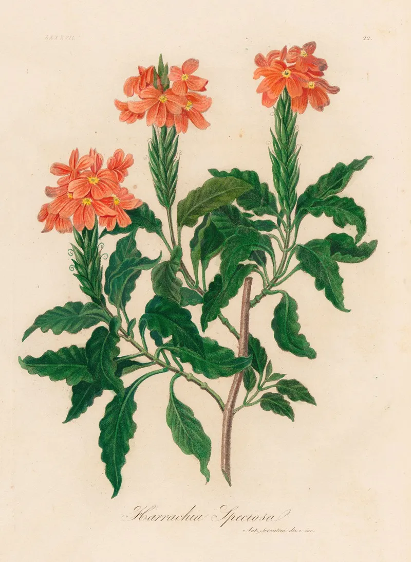Harrachia Speciosa Wall Art by Gaetano Savi - High-Resolution Digital Print