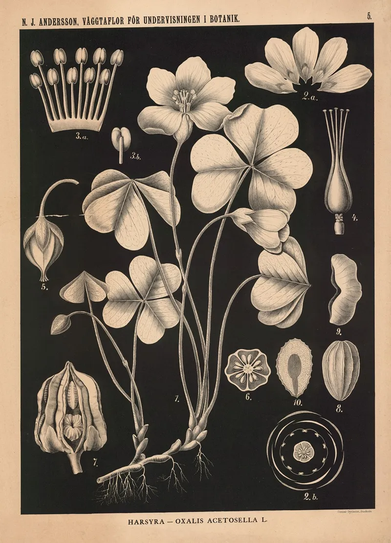 Harsyra Oxalis Acetosella Wall Art by Nils Johan Andersson - High-Resolution Digital Print