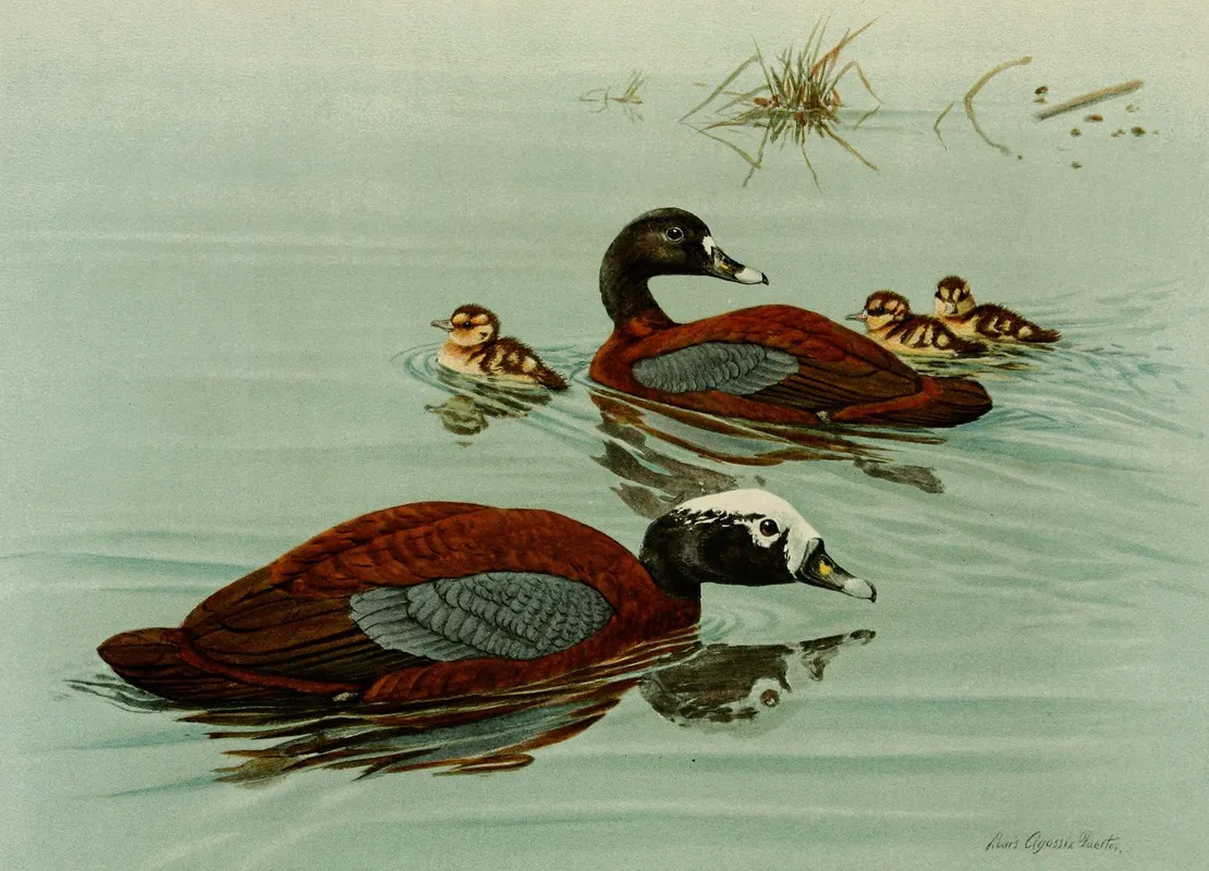 Hartlaubs Teal Wall Art by Louis Agassiz Fuertes - High-Resolution Digital Print