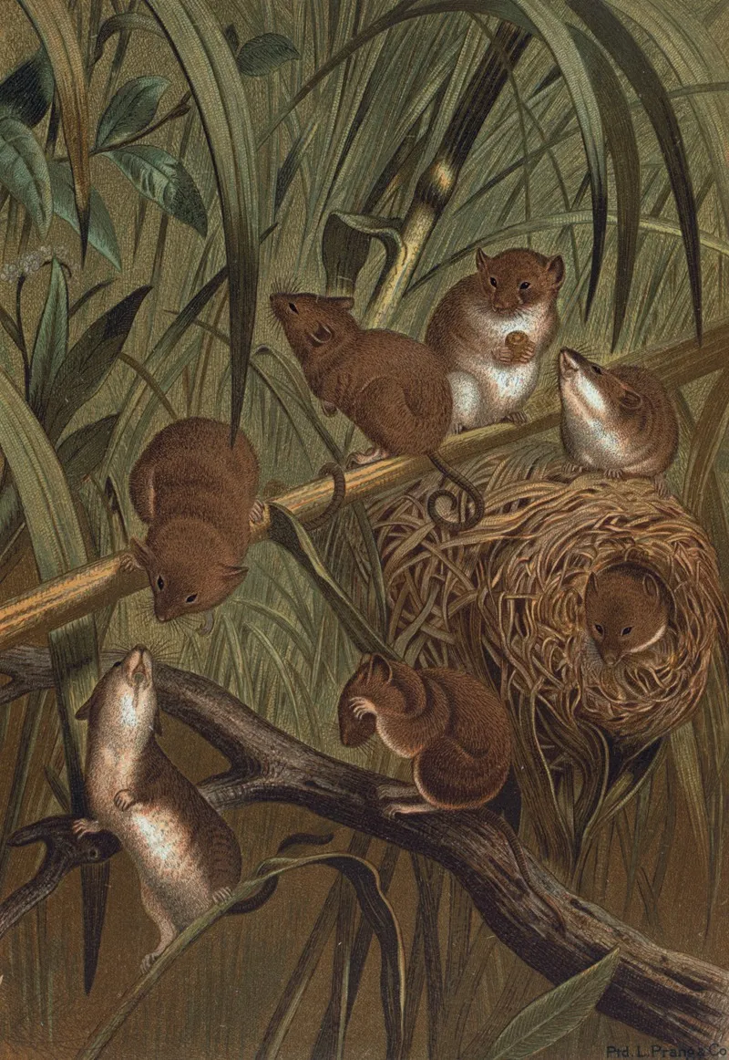 Harvest Mouse Wall Art by John George Wood - High-Resolution Digital Print