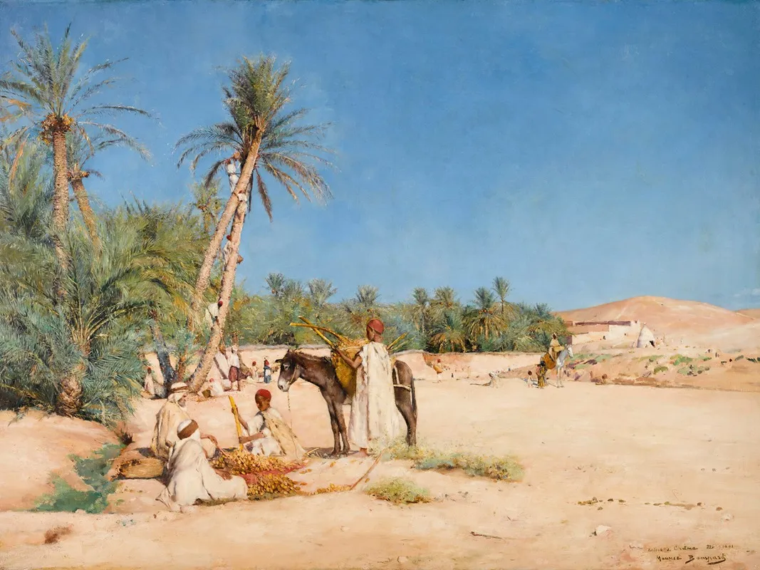 Harvesting Dates In Chetma