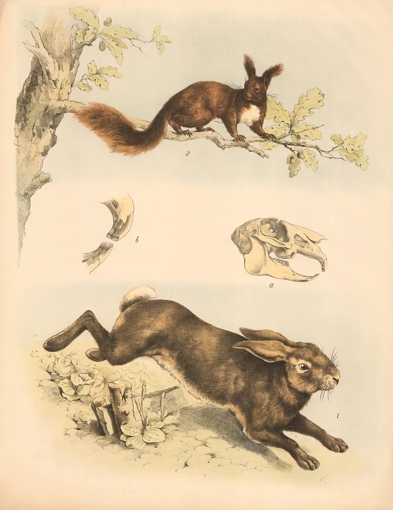 Hase Lepus Timidus Eichhornchen Sciurus Vulgaris A Und B Nagetiergebiss Wall Art by Franz Engleder - High-Resolution Digital Print