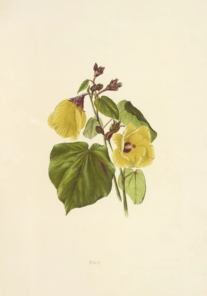 Hau Wall Art by Isabella McHutcheson Sinclair - High-Resolution Digital Print