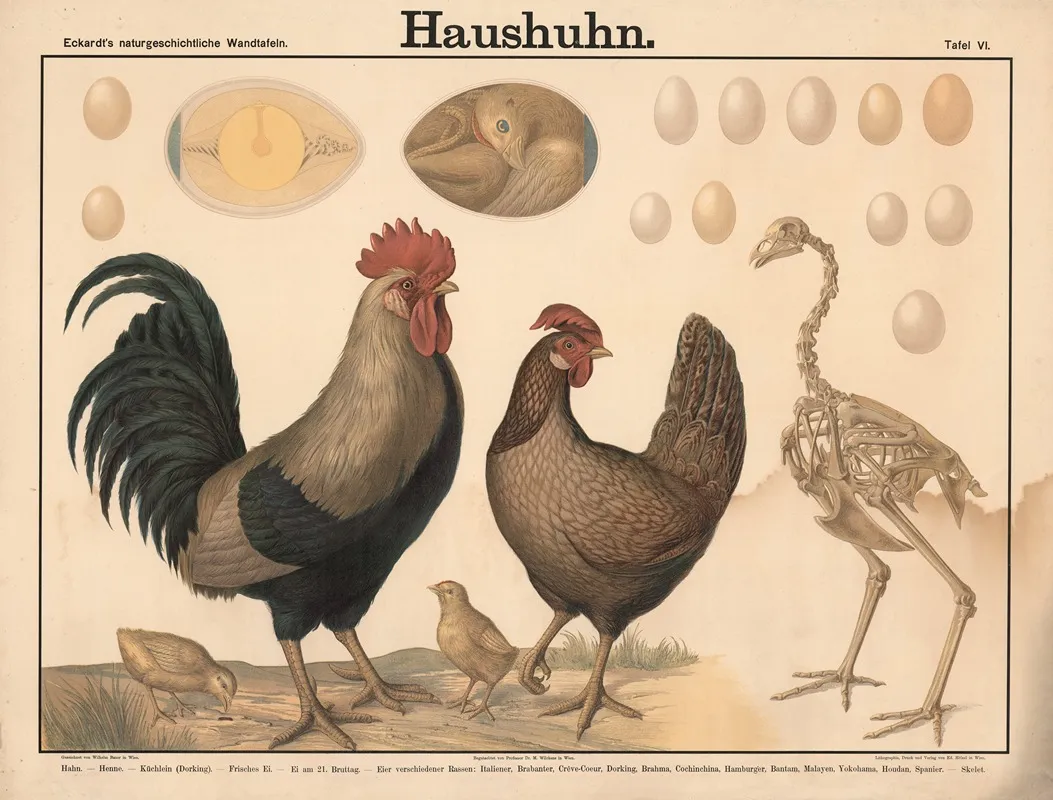 Haushuhn Wall Art by Wilhelm Bauer - High-Resolution Digital Print
