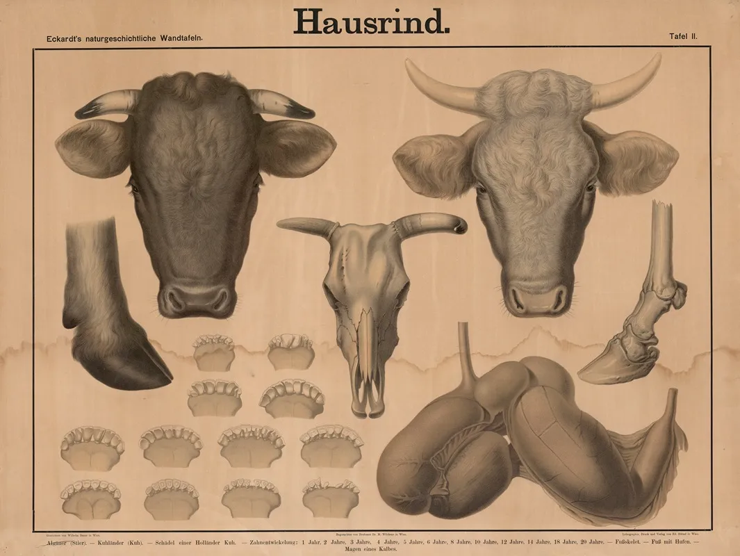 Hausrind Wall Art by Wilhelm Bauer - High-Resolution Digital Print
