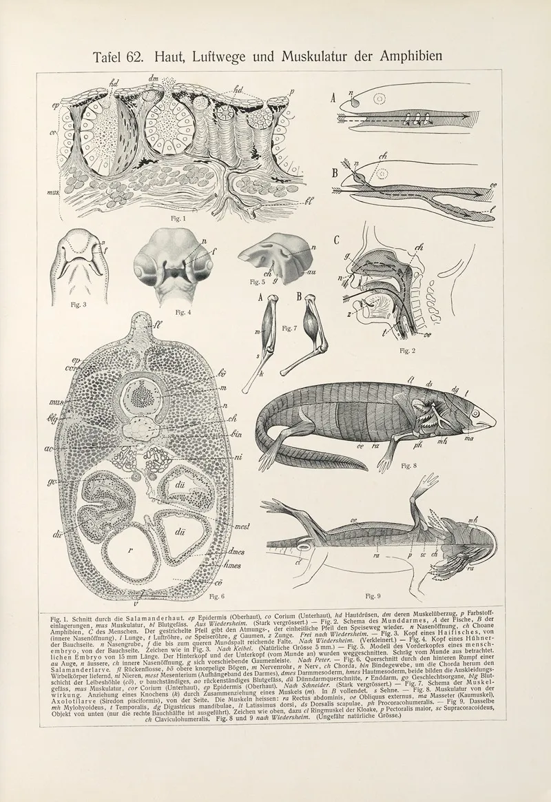 Haut Luftwege Und Muskulatur Der Amphibien