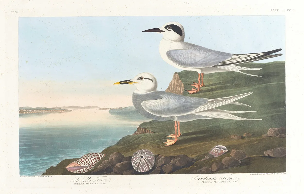 Havells Tern Wall Art by John James Audubon - High-Resolution Digital Print