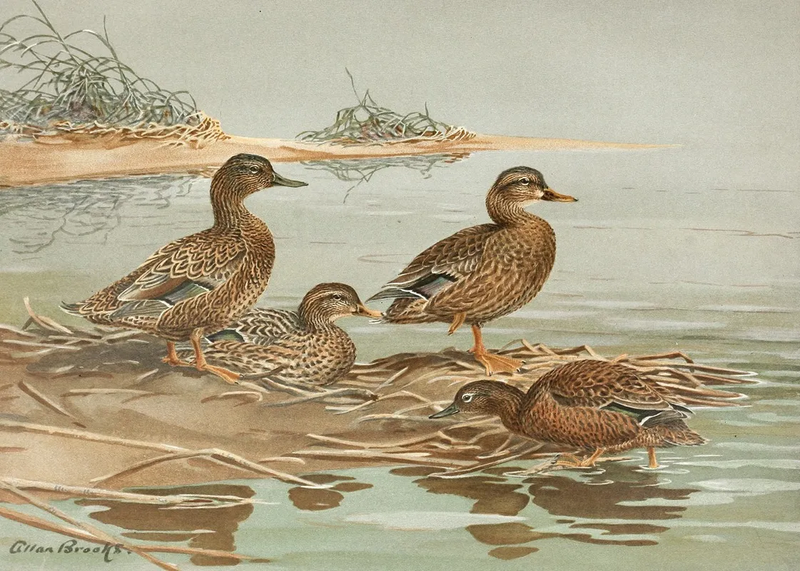 Hawaiian Duck Oustalets Gray Duck Wall Art by Allan Brooks - High-Resolution Digital Print
