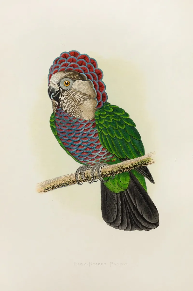Hawk Headed Or Ruffed Parrot Wall Art by Alexander Francis Lydon - High-Resolution Digital Print