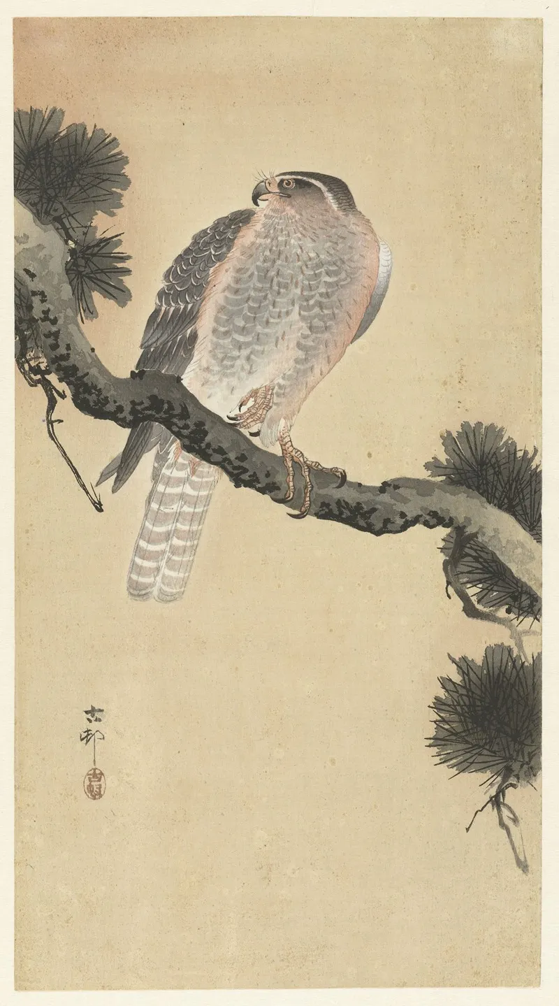 Hawk On Pine Branch Wall Art by Ohara Koson - High-Resolution Digital Print