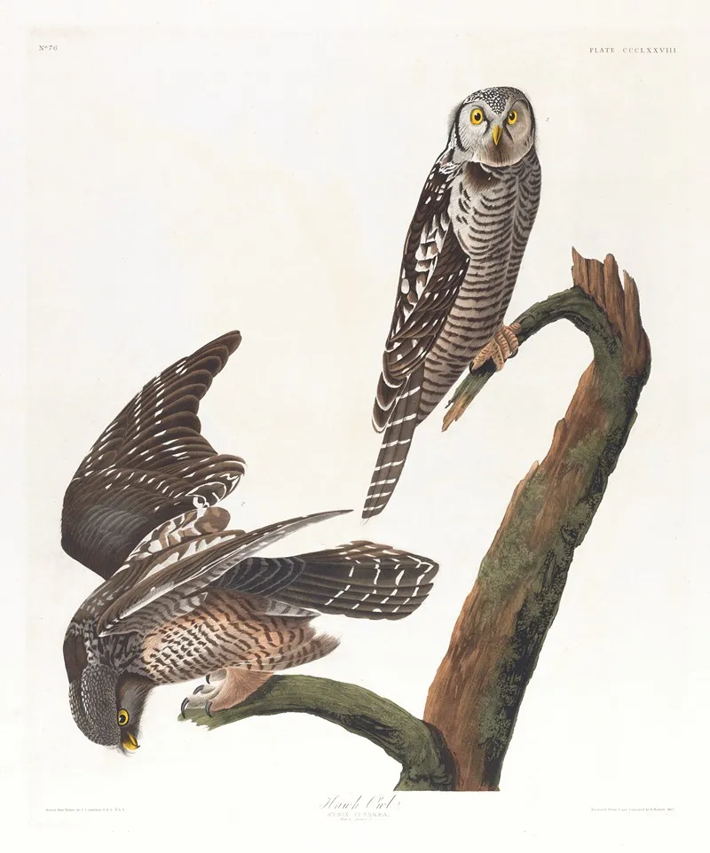 Hawk Owl Wall Art by John James Audubon - High-Resolution Digital Print