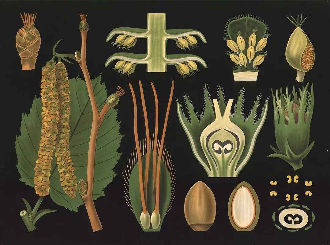Hazel Corylus Avellana Wall Art by Gottlieb von Koch - High-Resolution Digital Print