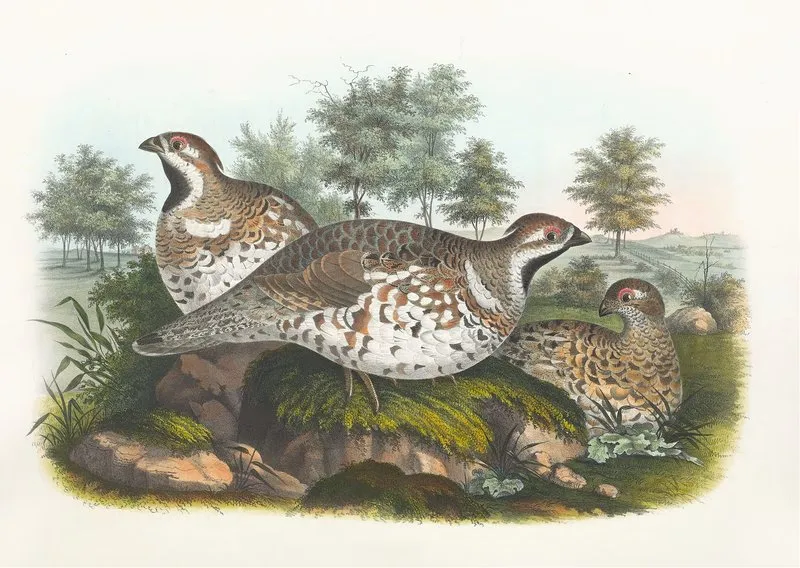 Hazel Grouse Wall Art by Daniel Giraud Elliot - High-Resolution Digital Print