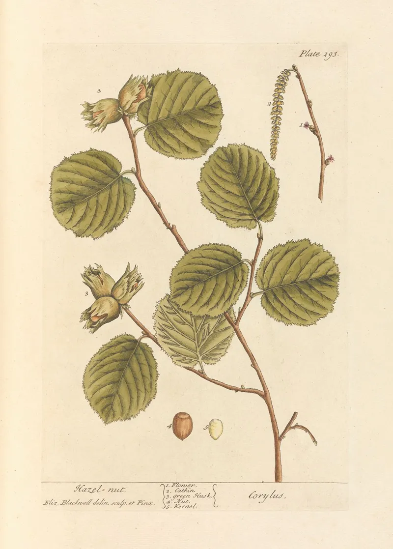 Hazel Nut Wall Art by Elizabeth Blackwell - High-Resolution Digital Print