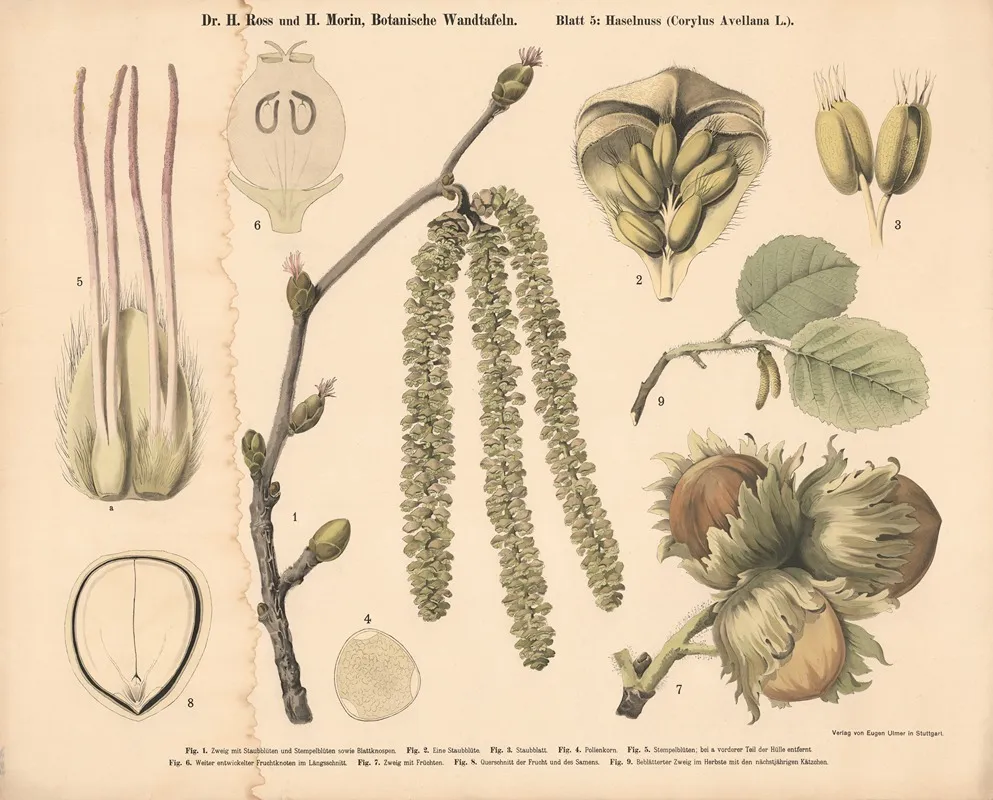 Hazelnut Corylus Avellana Wall Art by H. Morin - High-Resolution Digital Print