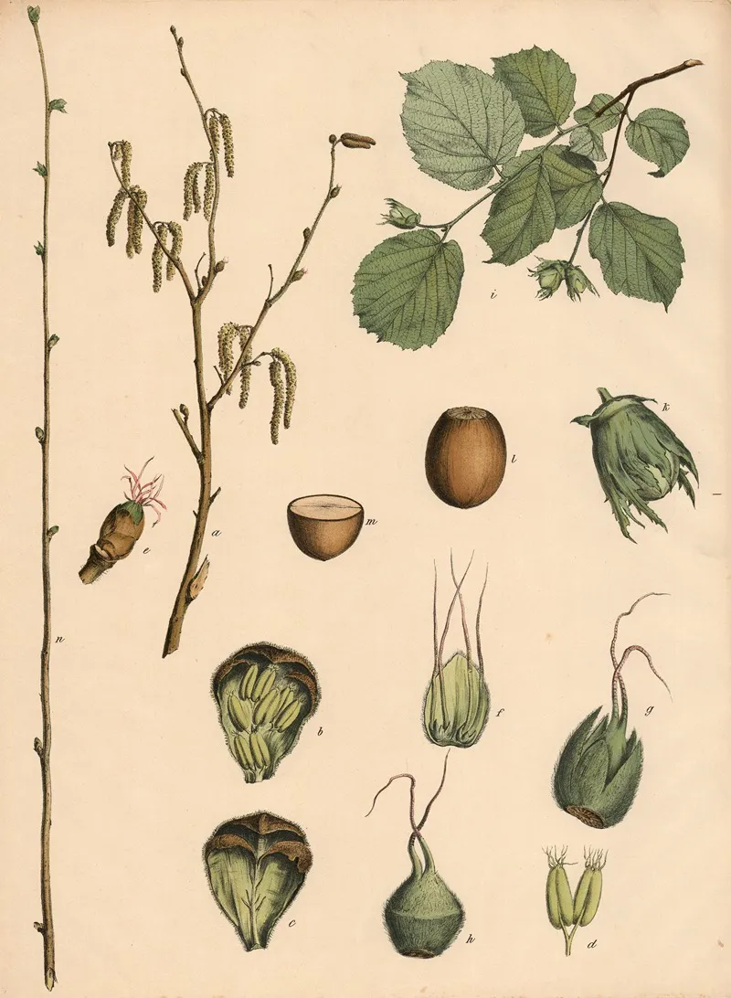 Hazelnut Wall Art by Franz Engleder - High-Resolution Digital Print
