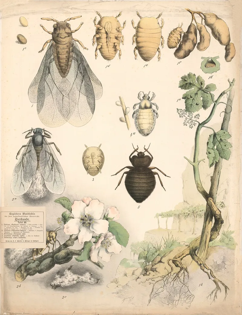 Head Lice Pubic Lice Etc Wall Art by Franz Engleder - High-Resolution Digital Print