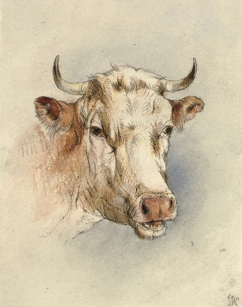 Head Of A Bull