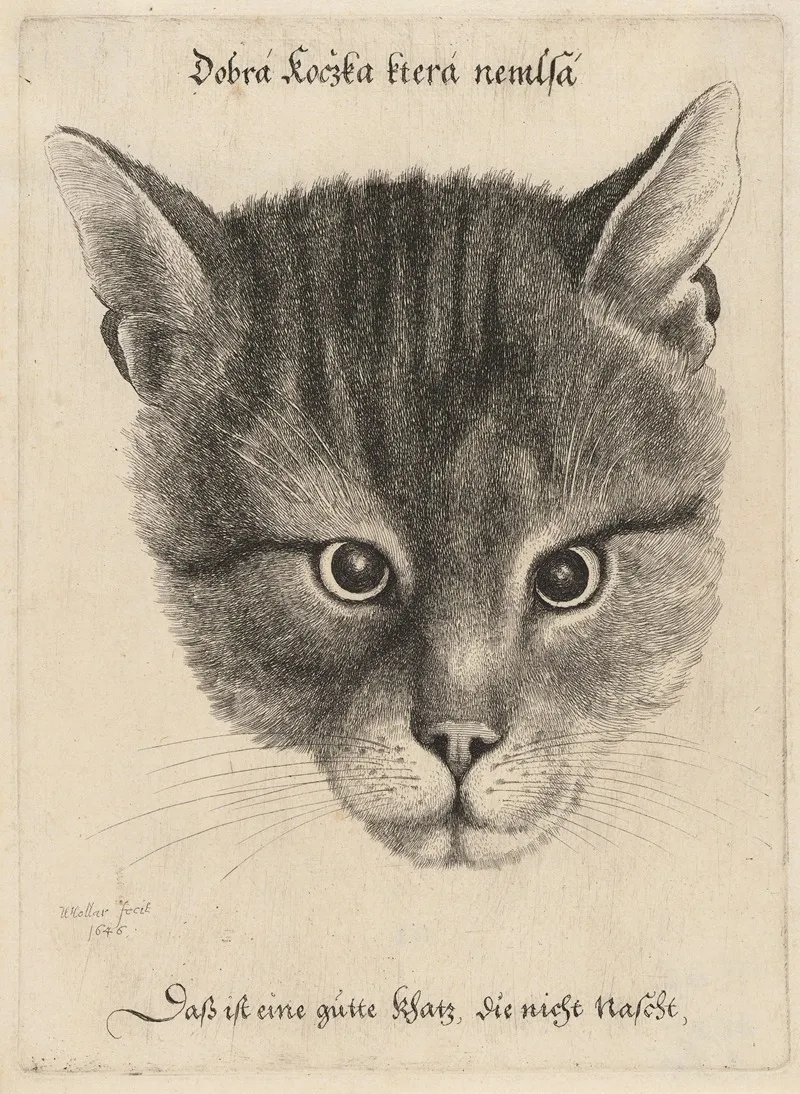 Head Of A Cat