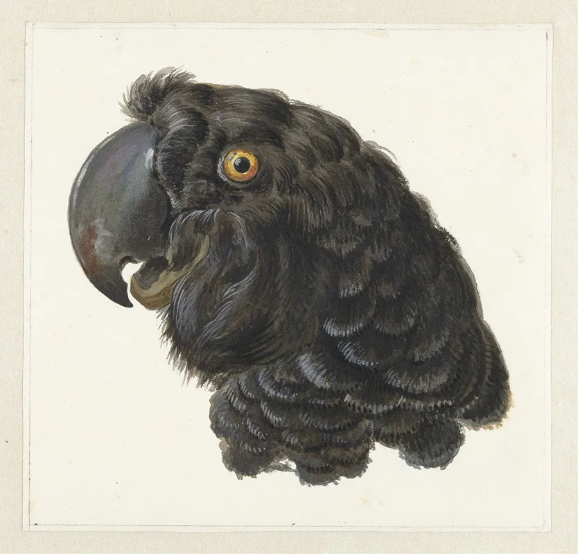 Head Of A Cockatoo 2 Wall Art by Aert Schouman - High-Resolution Digital Print
