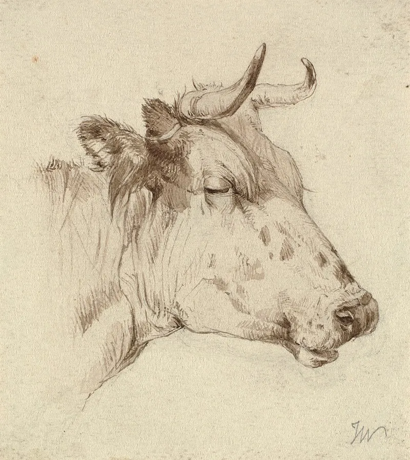Head Of A Cow 2