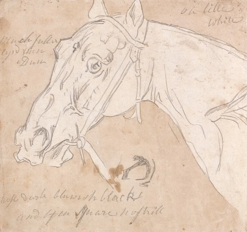 Head Of A Horse Facing Left