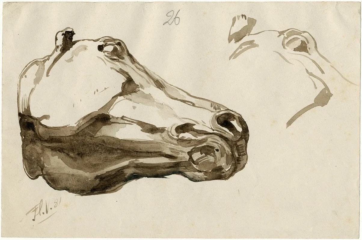 Head Of A Horse From Below