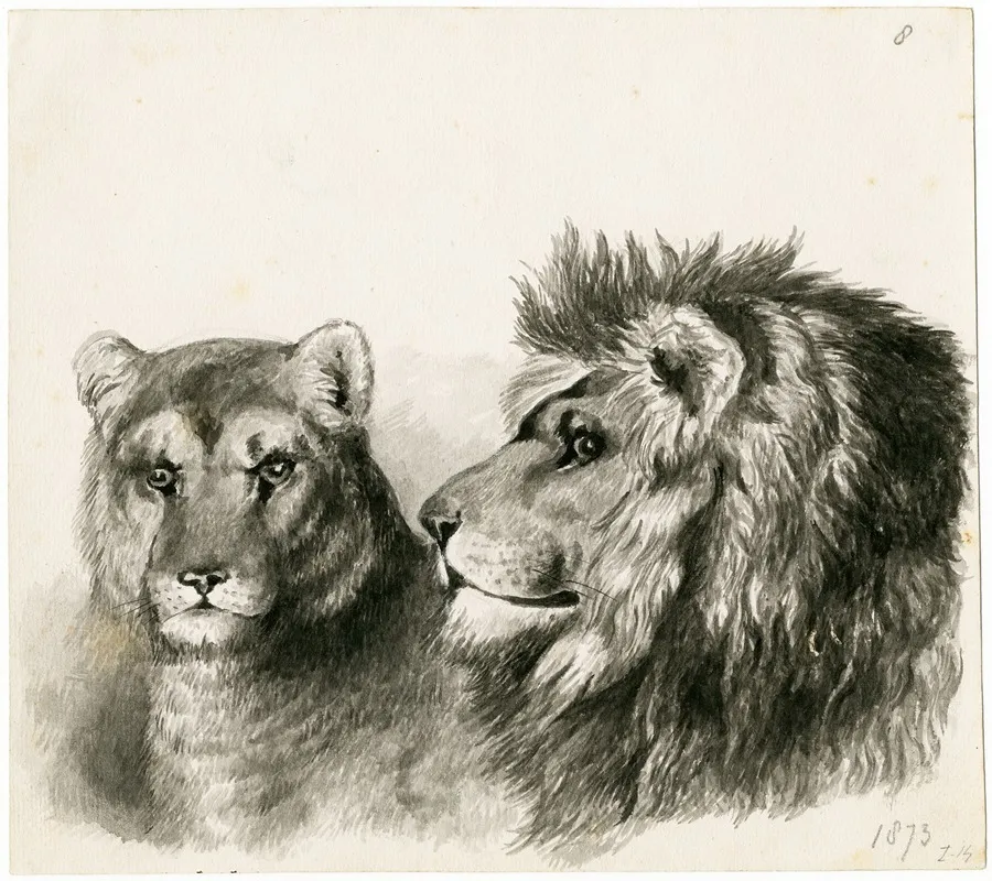 Head Of A Lion And Lioness