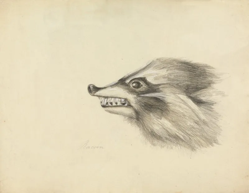 Head Of A Racoon