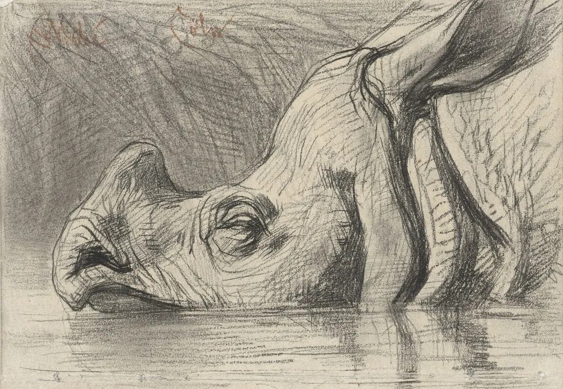 Head Of A Rhinoceros Half Submerged In The Water
