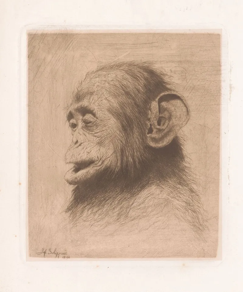 Head Of A Young Chimpanzee Wall Art by Joseph Schippers - High-Resolution Digital Print