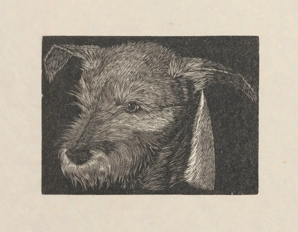 Head Of Beauty The Dog