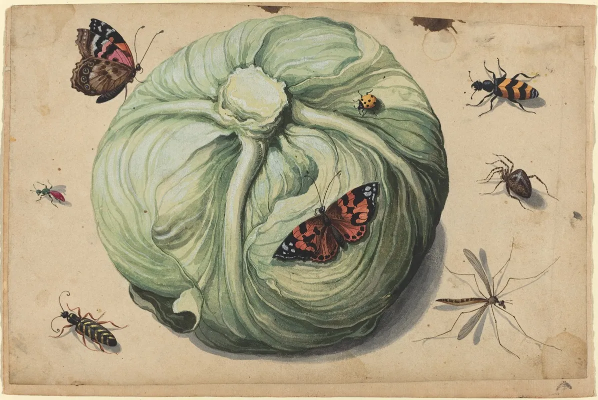 Head Of Cabbage With Insects